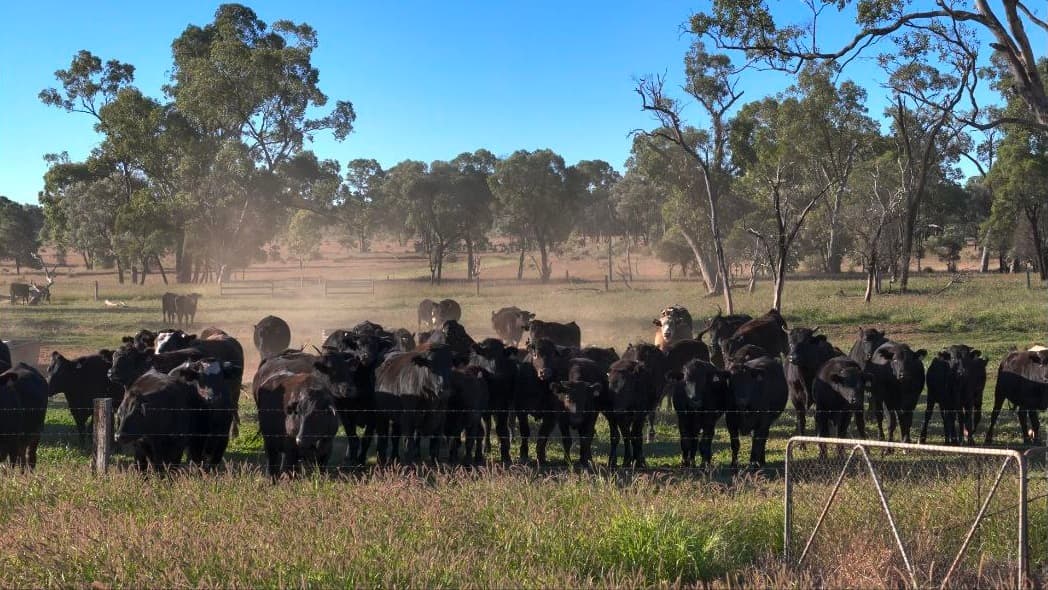 Wagyu farm background